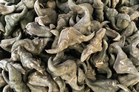 плоды водяного каштана