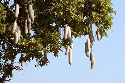 колбасное дерево