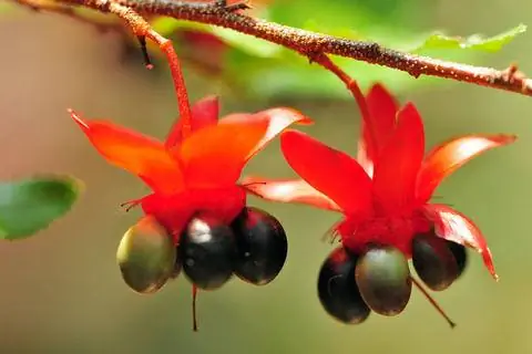 Плоды шелковицы пилолистной