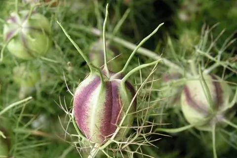 Плоды Богородицы в зелени