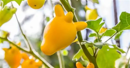 7 растений с причудливыми плодами