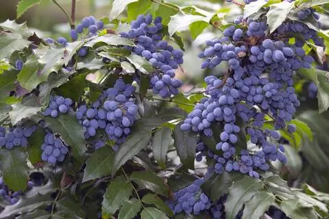 Куст магонии с плодами