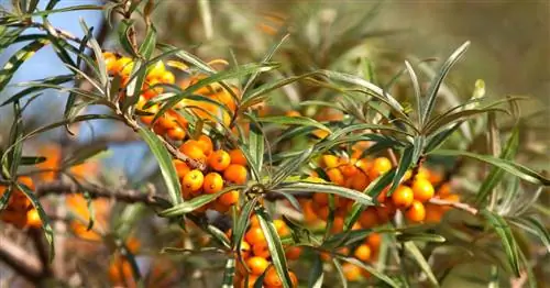 Декоративные кустарники со съедобными ягодами