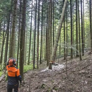 Валить деревья