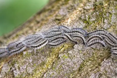 Дубовая процессионная моль (Thaumetopoea processionea)