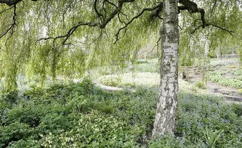 Береза березовая