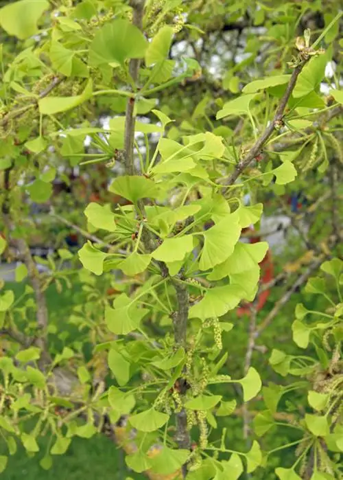 Гинкго билоба