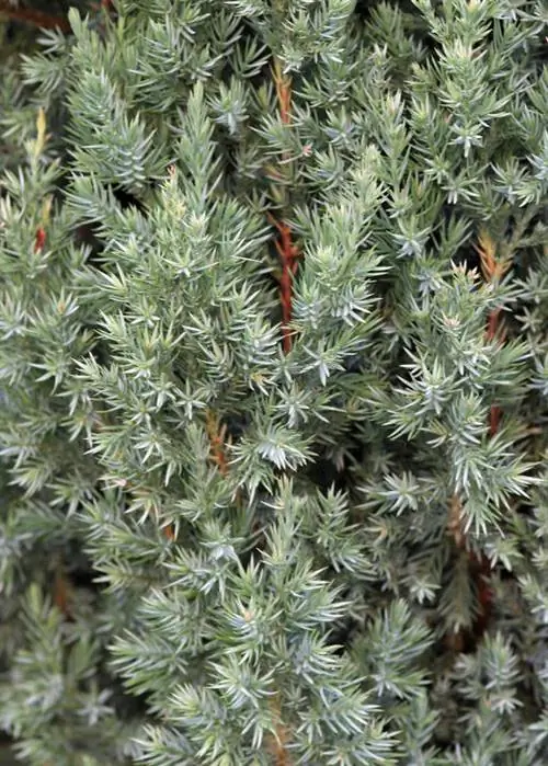 Можжевельник коммуны