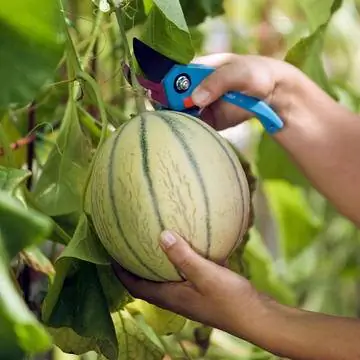 урожай медвяной дыни