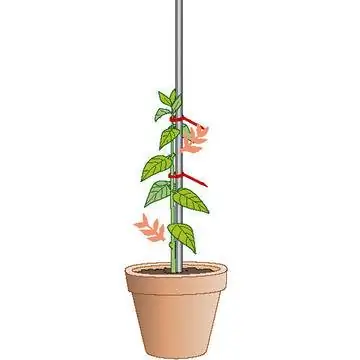 Молодое растение с сильным центральным побегом