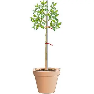 Штамбовый стебель: сформировать крону