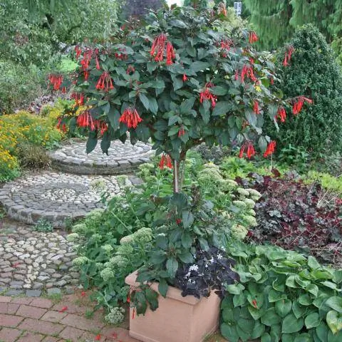 Стандартная фуксия