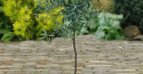 Вытягивайте собственные стандартные стебли: вот как это работает