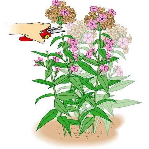 Срежьте увядшие цветочные зонтики над верхней парой листьев.