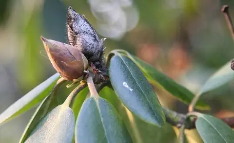 Коричневый бутон на рододендроне