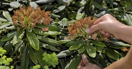 Рододендрон: удалить увядшие цветы