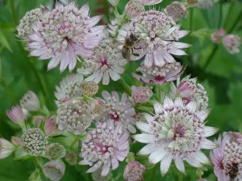 мастерворт