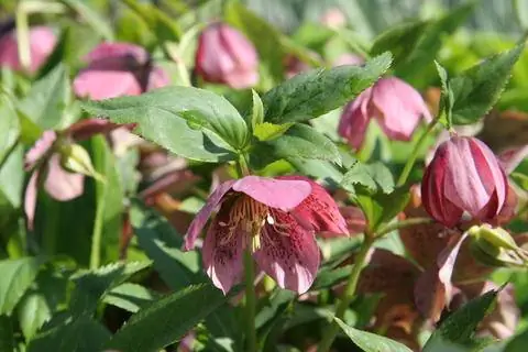 весенняя роза