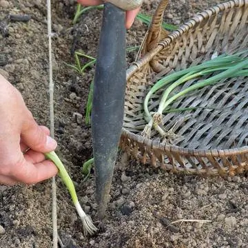 Посадить ранний лук-порей