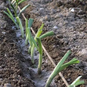 Замочить лук-порей