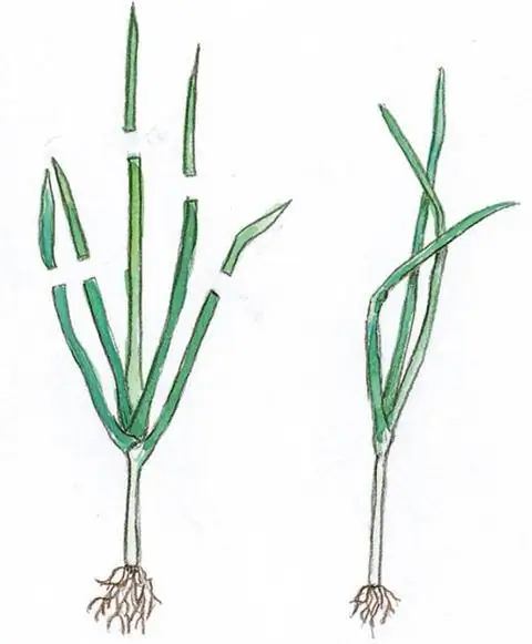 Укоротить листья лука-порея на треть