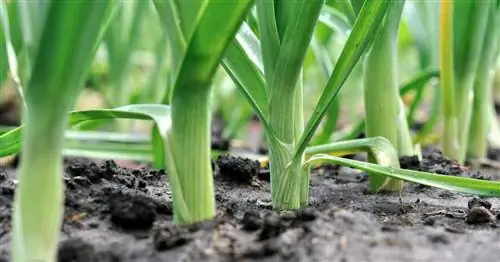 Правильно сажать лук-порей