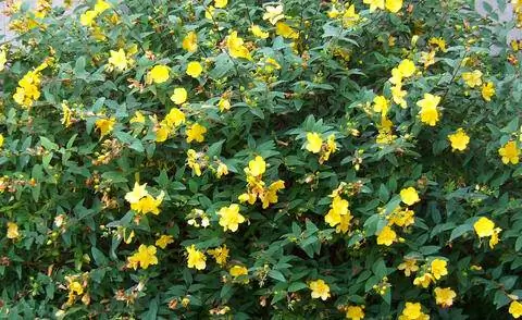 Зверобой 'Hidcote' (Hypericum)