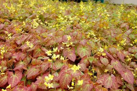 Эльфийский цветок