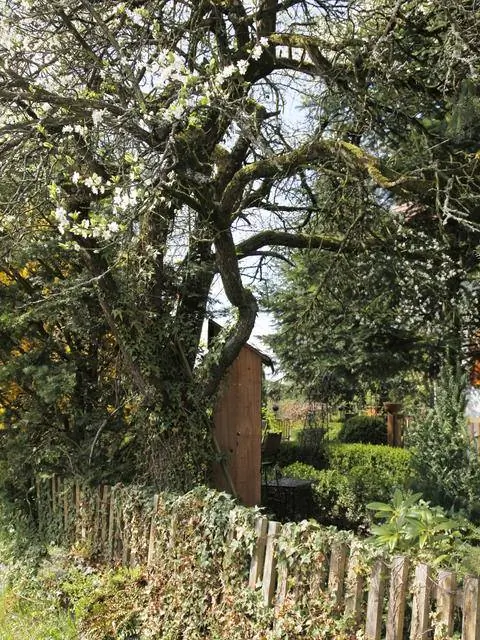 Дерево на границе участка