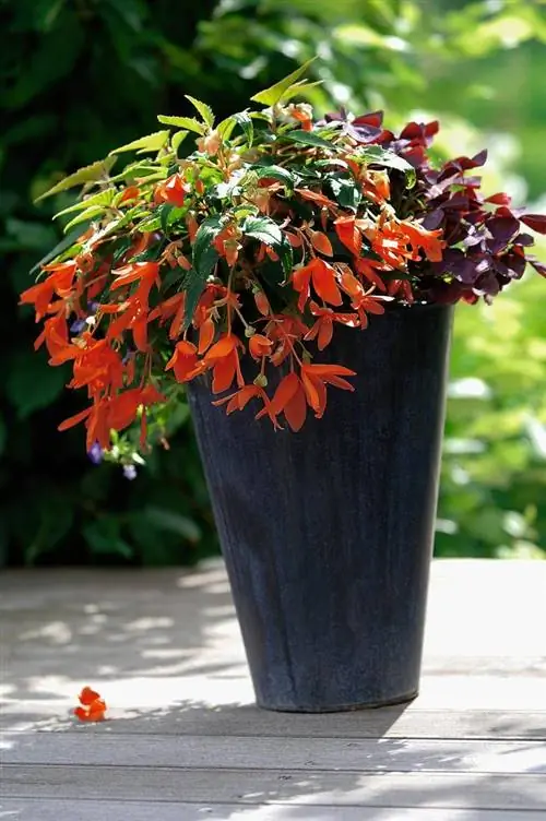 Бегония Саммервингс Оранжевая