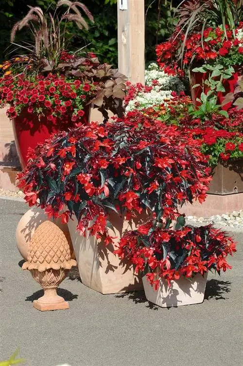 Темная элегантность