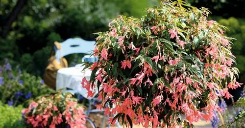 Бегонии Summerwings: украшение балкона для ленивых садоводов