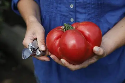 Помидор с защитой от семян