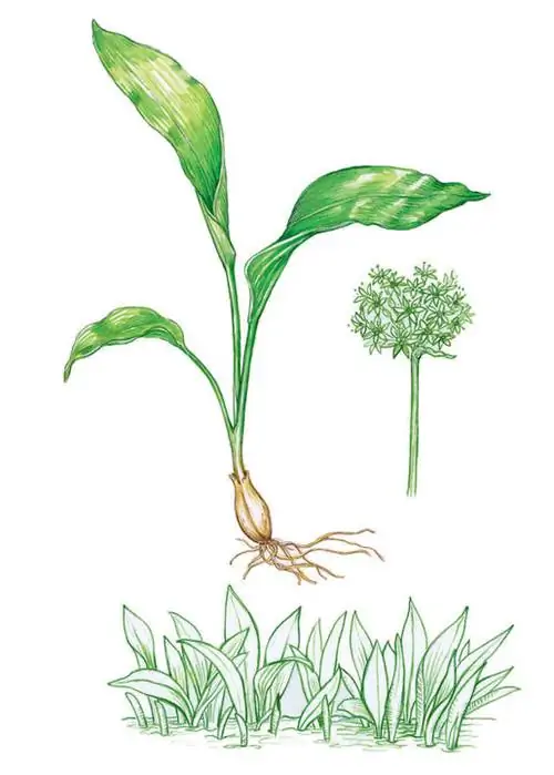 дикий чеснок (Allium ursinum)