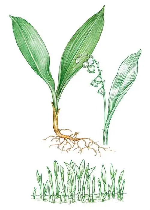 Ландыш (Convallaria majalis)