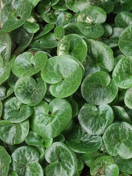 Корень лещины (Asarum europaeum)