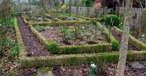 Заболел самшит? Лучшие заменители растений