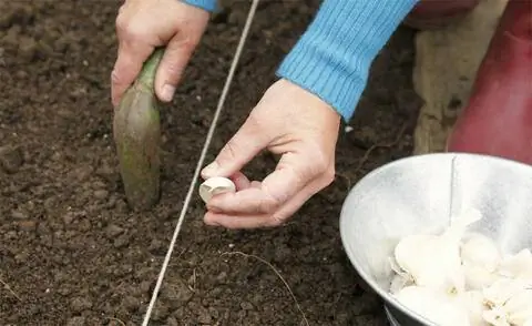 положить чеснок