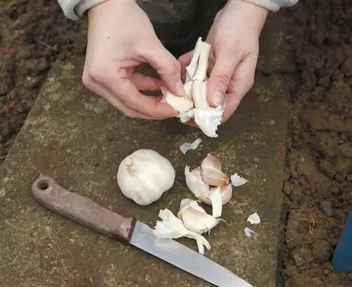 Отделить зубчики чеснока