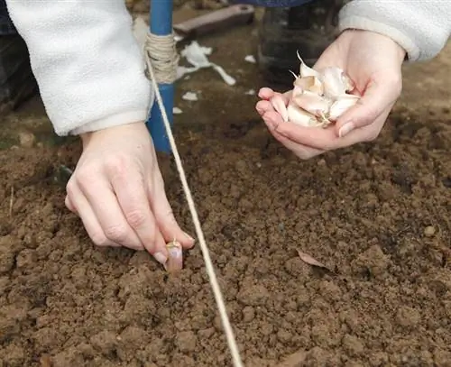 Положите зубчики чеснока в грядку