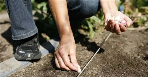 Посадка чеснока: Как вырастить