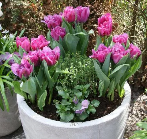 Тюльпаны в горшке