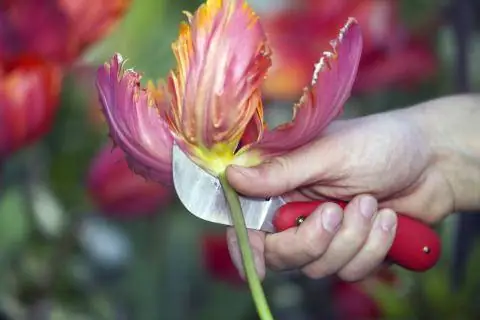 Удалить цветок тюльпана