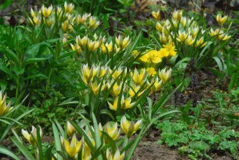 Дикий тюльпан Tulipa tarda