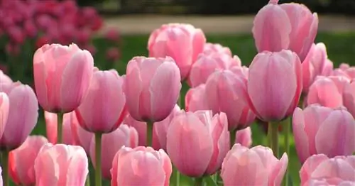 10 советов, как вырастить более красивые тюльпаны