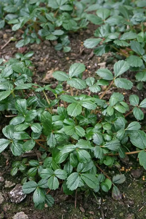 декоративная клубника