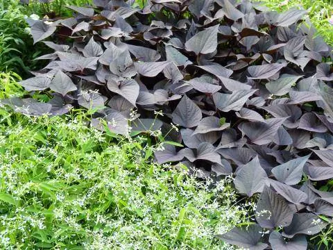 декоративный сладкий картофель