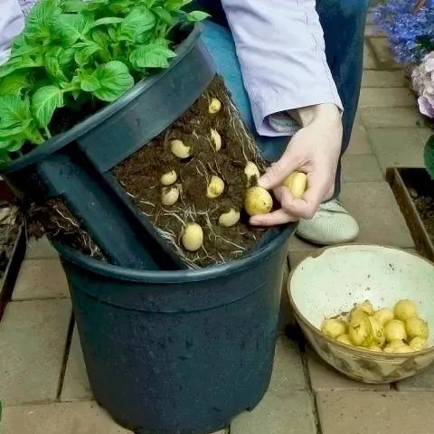 Выращивание картофеля в Potatopot