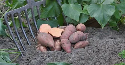 Выращивайте свой собственный экзотический сладкий картофель