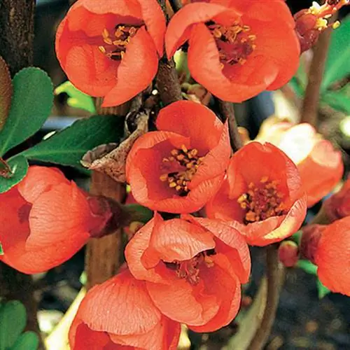 Айва декоративная 'Фриздорферский тип' (гибрид хеномелес)